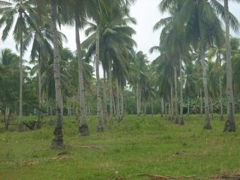 Affordable lot for sale Davao