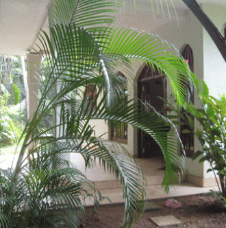 Near the beach bungalow Beruwala