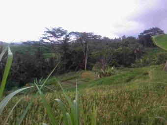 bali land for rent Mengwi