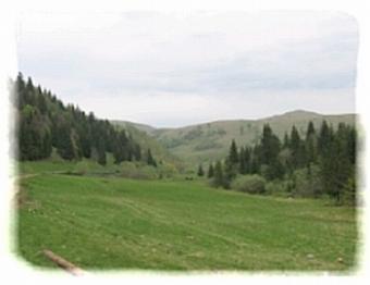 Construction land with forest Baisoara