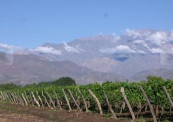 VINEYARDS IN MENDOZA Mendoza