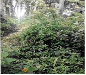 33perch land in Galle, Karapitiy Karapitiya