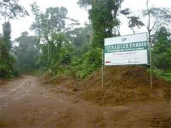 GOOD AND FERTILE LAND FOR SALE Limbe