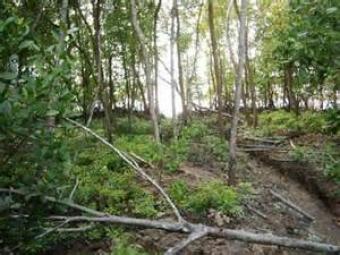 Land at WestPort, Klang(163acre) Westport, Klang