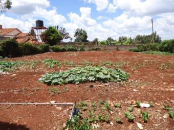 plot for sale 1/4acre Thindigua Kiambu