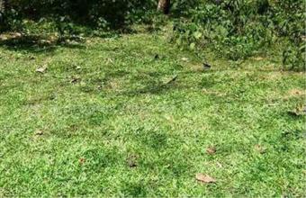 Plot of land Negombo Negombo