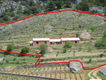 Olive Grove and House Bol Brac Island