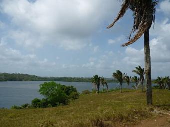 Plots  in Panama Lake Gatun Arenosa