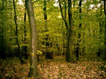 for sale field and wood Salaj