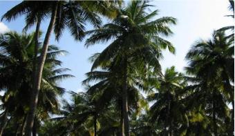 22.5 perches land for sale Gampaha