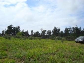 Blue Berry Hill Waimate North