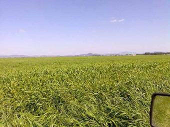 50ha land for sale near airport Ghimbav