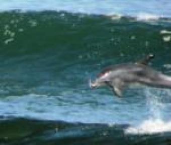 Erf 306 Afodite Beach For Sale ! Walvis Bay