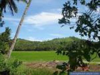 RICEFIELD AT MATICA-A ORMOC CITY Brgy Matica A Ormoc City