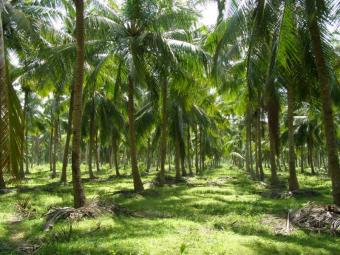 Land from Puttalam Puttalam