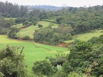 PRIME AGRICULTURAL LAND FOR SAL Bangalore
