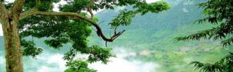 200 to 300 sqyd plot for sale Vizag