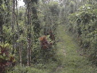 Land for a Retreat or Meditation Kandy