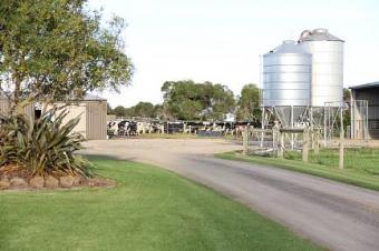 One of the best dairy farms Woodside