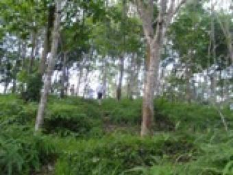 eco land for sale Galle. Sri Lanka.