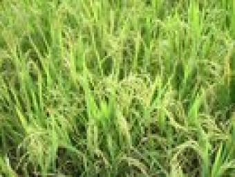 Rice land, Farm land, Investment Catarman