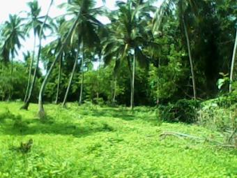 Coconut land LAND FOR SALE Kurunegala, Narmmala