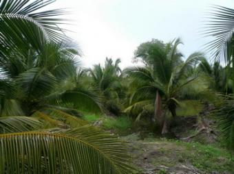 OrganiCoconut Garden Chachoengsao