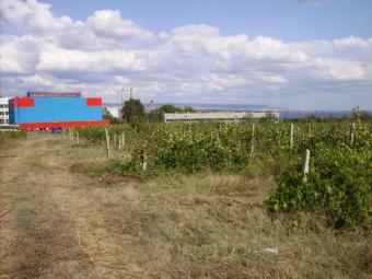 Plot of land with grape Varna