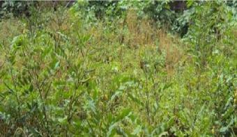 2 Acres and 15 per Land for sale Gampaha