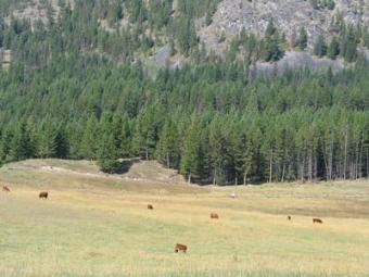 For Sale : Diamond M. Ranch Chase, B.c.