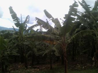 200 ACRES OF LAND FOR SALE Kiboga