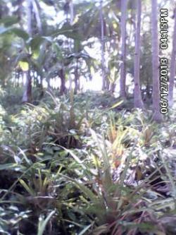 lot for sale San Francisco, Camotes Island, Cebu