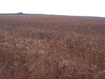 AGRICULTURE LAND FOR SALE Kavarna