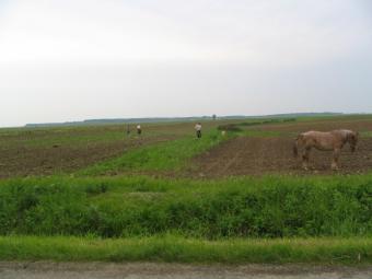 Agriculture lands for sale Bucharest