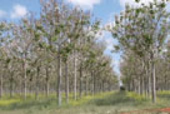 For Sale 2000 m2 of Timber Land Corregimiento De El Llano