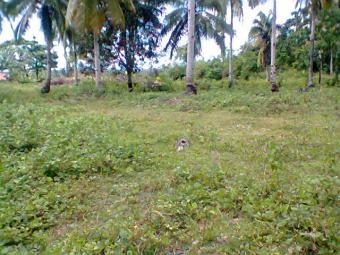 tagdaliao property Samal