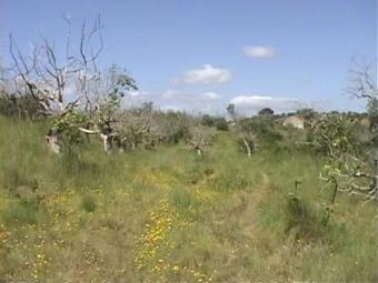 Plot of Land Torres Novas
