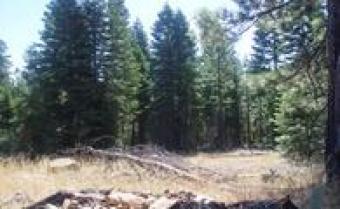 California land California Pines