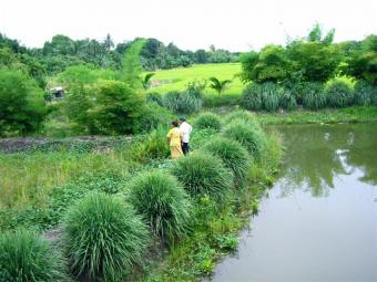 Great investment; nature & locat Bangkok