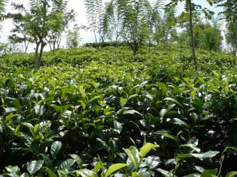 Prime TEA Land for SALE Matara Kananke
