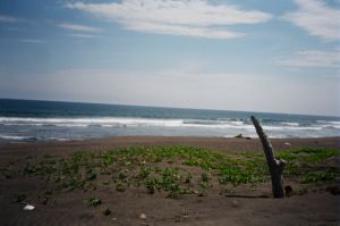 Beach Front Property located on Manzanillo