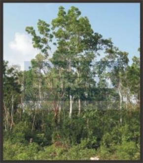 98ftx98ft $20k usd Resident Lot Tulum