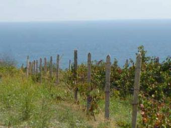 Regulated plot in Biala, Varna Byala Reka