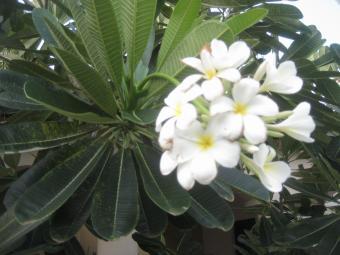 30 perch land for sale Lunuwila