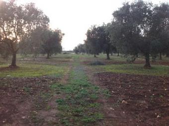 Land near the sea Manduria