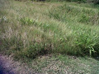 Land for Sale in Rodney Bay Rodney Bay
