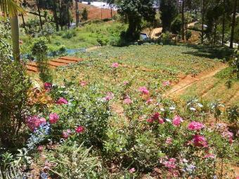 20 Perhes land for sale Agrapatna Nuwaraeliya