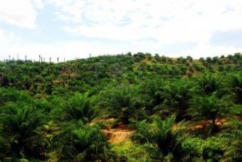 palm plantation is of young palm Kribi