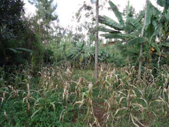 1/4 acre plot in meru town Meru