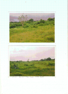 5 Hctars Agricultural Land Tanza Cavite